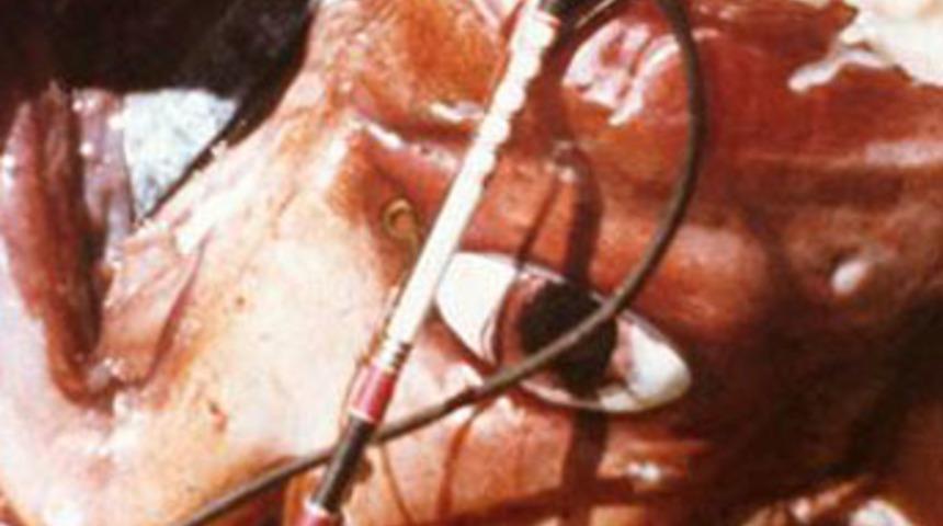 Dev gözlerin sırrı çözülüyor