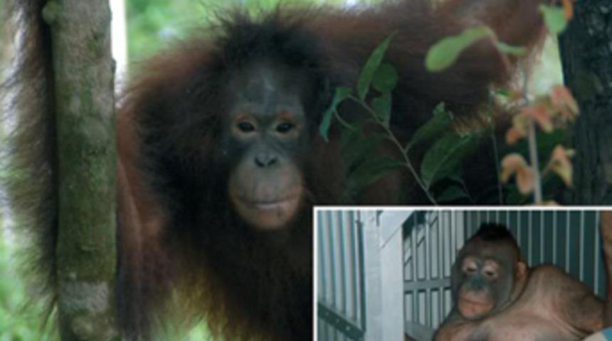 Seks kölesi orangutanlar!
