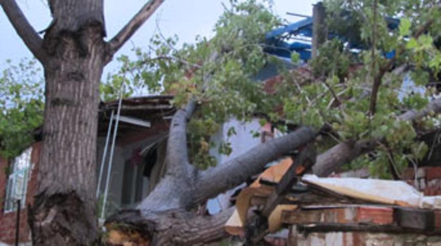 Fırtına Edremit’te evin üzerine ağaç devirdi