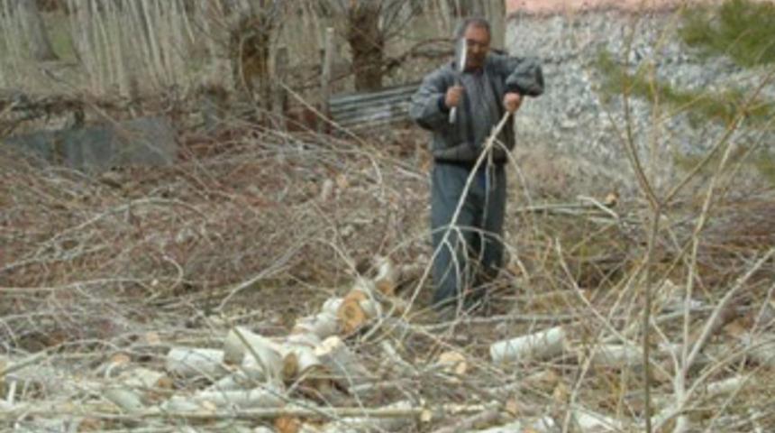 Karga gürültüsü 100 kavak ağacını kestirdi!