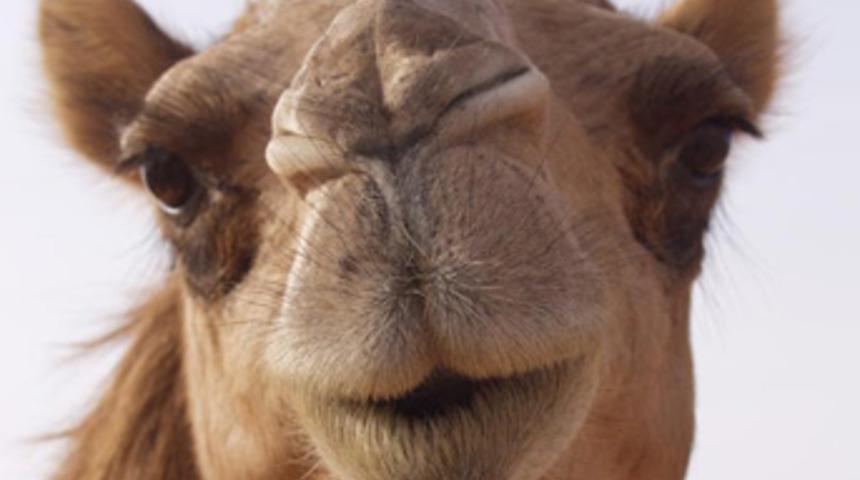 Deve idrarı i&ccedil;en 2 T&uuml;rk hastanelik oldu!