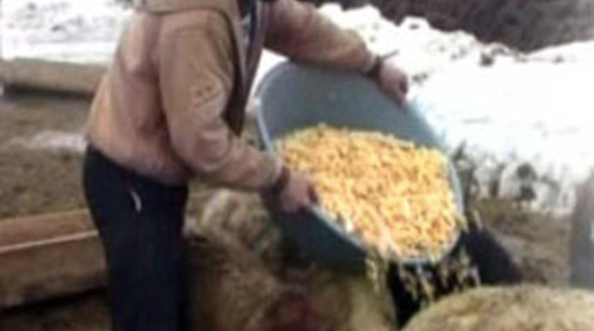 A&ccedil;lığa &ccedil;areyi buldular!