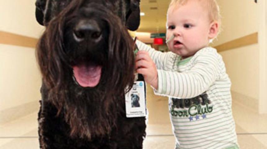 Avustralya&rsquo;nın doktor k&ouml;peği!