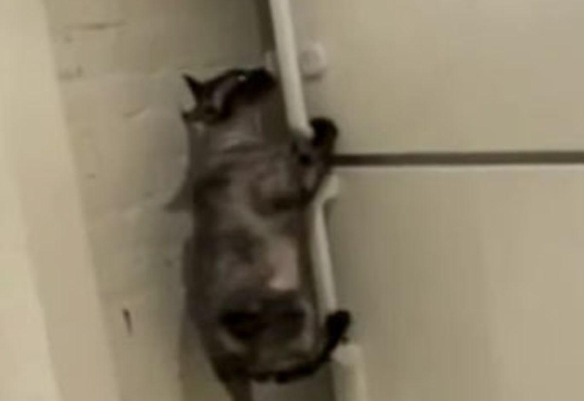 Komando Gibi Kedi Mynet Trend