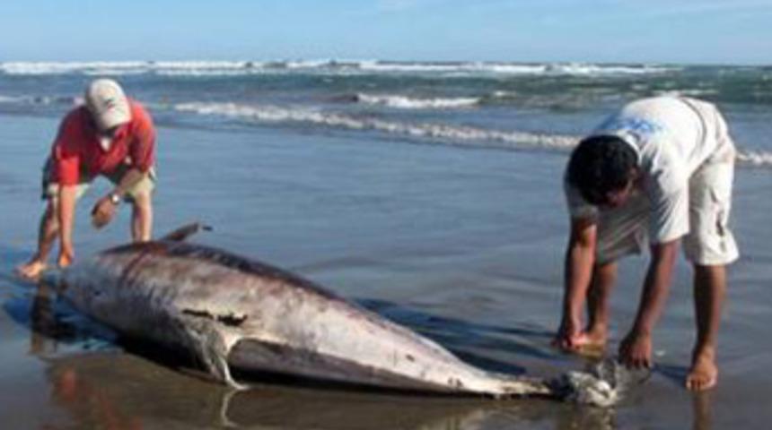 877 yunusun esrarengiz &ouml;l&uuml;m&uuml;!