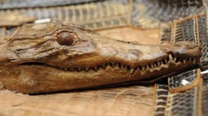 Görenler şaştı kaldı