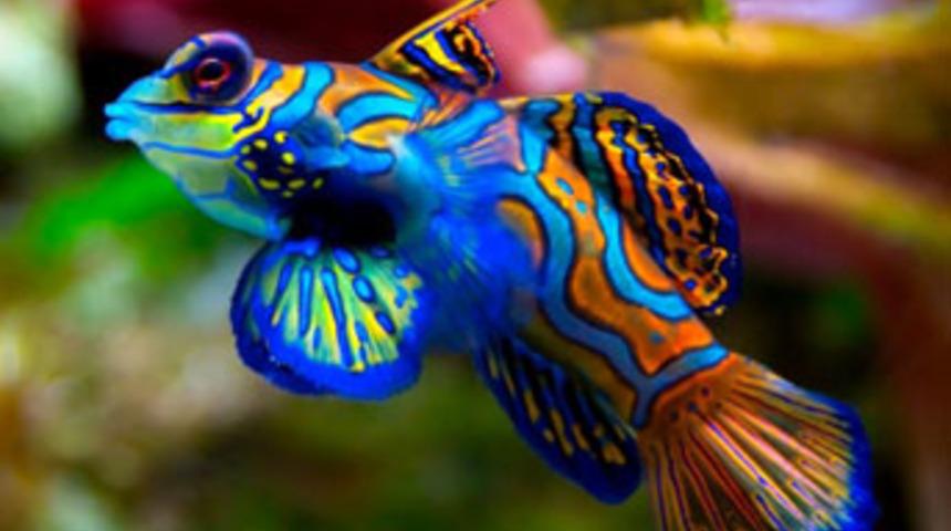 Bu duvar kağıtları iPad’e özel