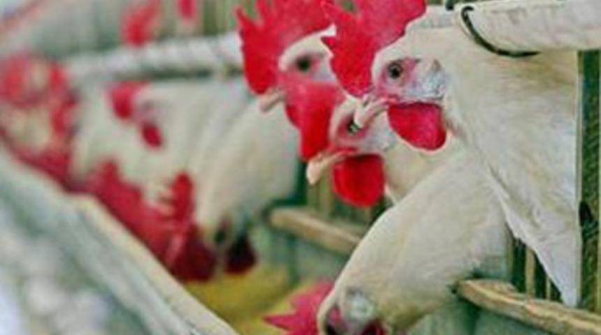 Tavuğun ne kadarı tavuk?