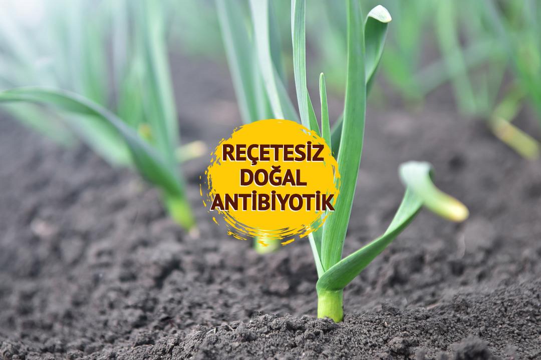 1 tanesi 25 ilaca bedel: Y&uuml;ksek tansiyonu d&uuml;ş&uuml;r&uuml;r, diyabeti &ouml;nler! Kansere karşı en g&uuml;&ccedil;l&uuml; kalkan! İşte saymakla bitmeyen faydaları