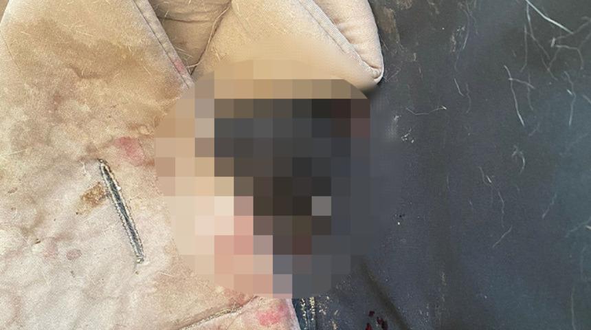 Bursa'da vahşet! 6 yavru kedi başları kesilerek öldürüldü