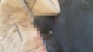 Bursa'da vahşet! 6 yavru kedi başları kesilerek öldürüldü