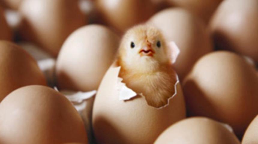 T&uuml;rk yumurtası da AB'ye gidiyor!