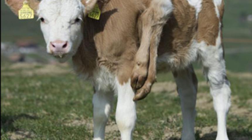 6 bacaklı inek hayata tutunmayı başardı!
