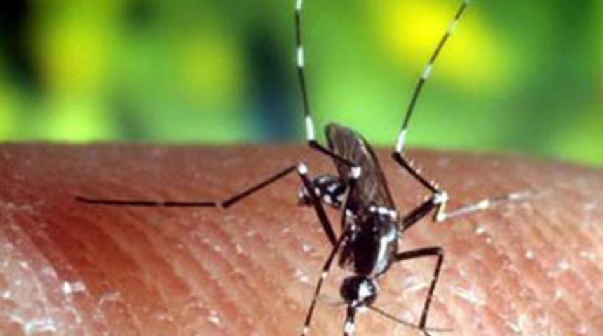 Kaplan sineği Avrupa'ya ölüm taşıyor