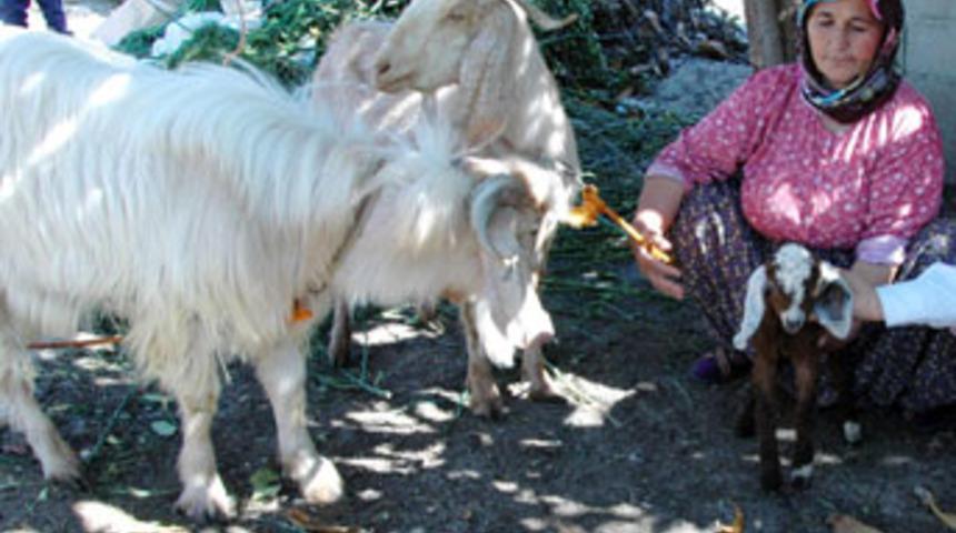 Ke&ccedil;i, inadına kuzu doğurdu!
