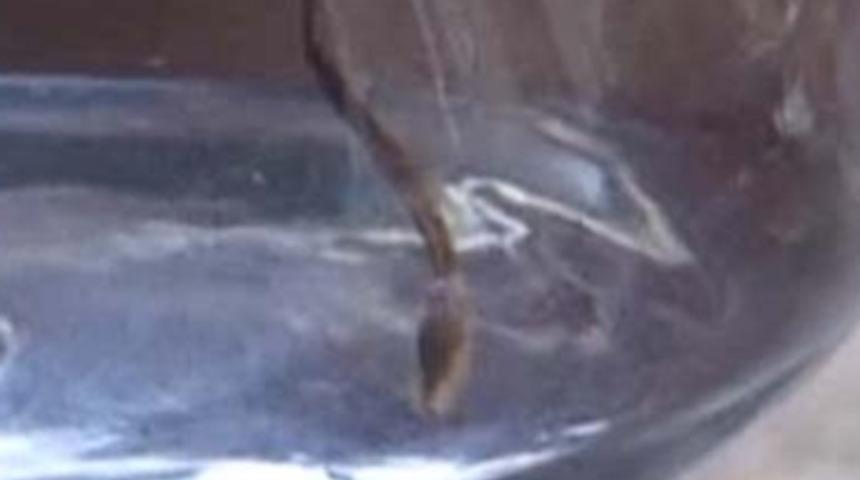 İ&ccedil;me suyundan &ouml;yle bir şey &ccedil;ıktı ki...