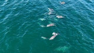 İstanbul’da yunusların hayran bırakan anları havadan böyle görüntülendi