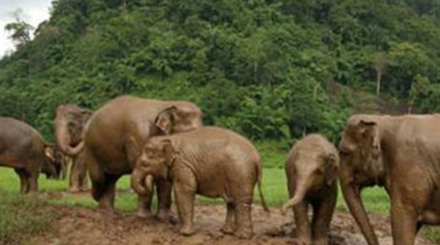 İspanya'da 'fil' krizi!