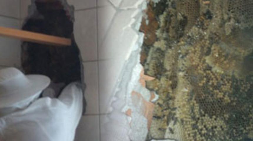 Haberi olmadan 200 bin arı ile 3 yıl yaşamış