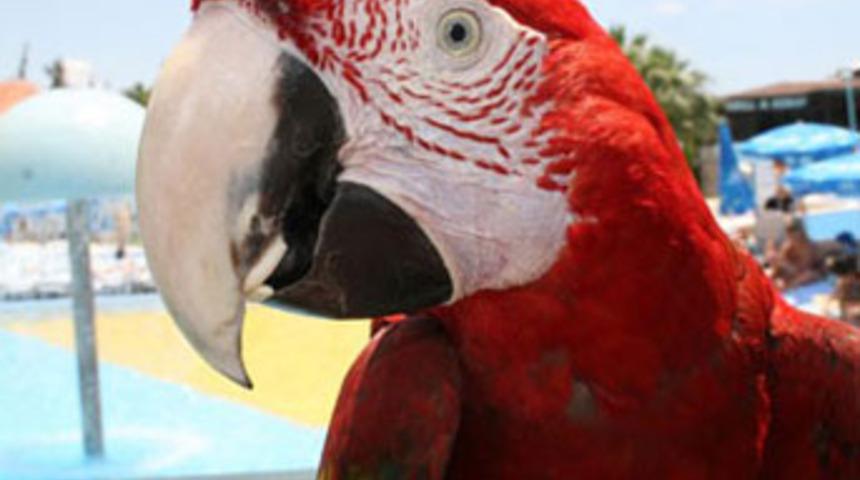 Kaybolan papağan polise adresini "tarif etti"