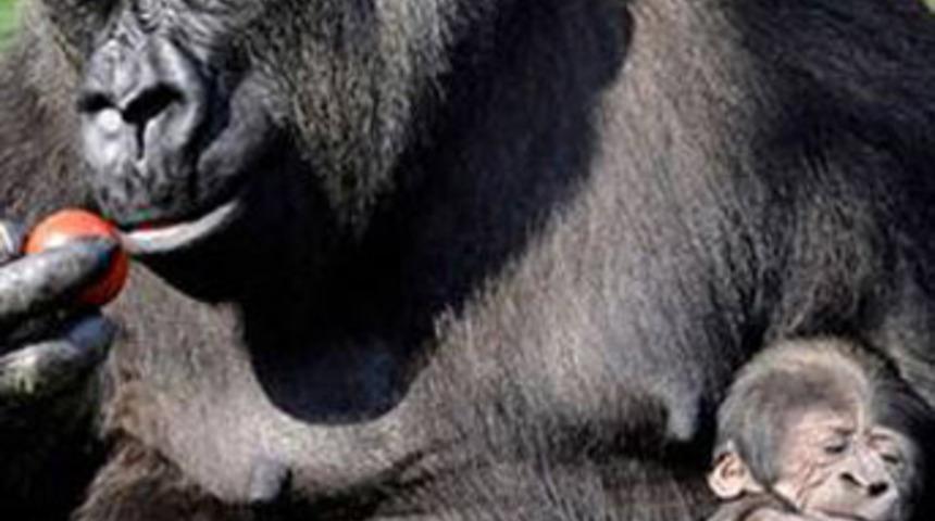 Goriller de bebeklerine &ldquo;agu&rdquo; diyor!