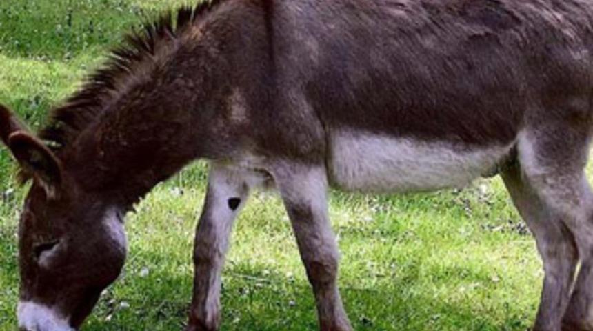 Kolon kanserinin şifası eşek s&uuml;t&uuml;nde!