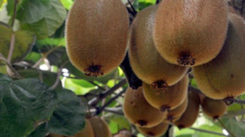 ‘Fındığı kesin, kivi dikin’