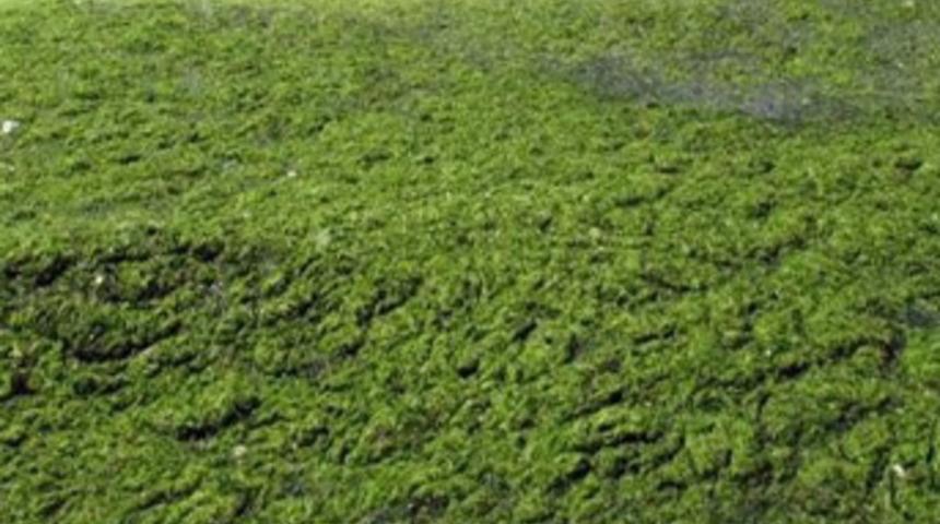 İzmir'de deniz halı sahaya döndü!