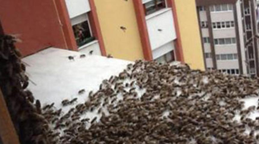 Uğultuyu fırtına sandı ama...