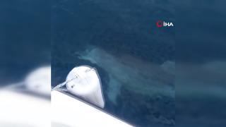 Beylikdüzü’nde yunus balığının tekneye eşlik ettiği, izleyenleri gülümseten anlar! “İlk defa böylesine denk geliyorum