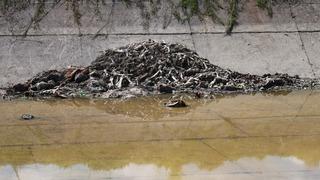 Yer: Adana! Kötü koku yayması üzerine bulundu: Yüzlercesi üst üste yığılmış...