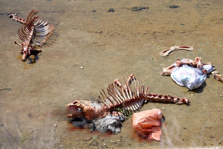 Yer: Adana! Kötü koku yayması üzerine bulundu: Yüzlercesi üst üste yığılmış... G1