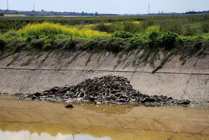 Yer: Adana! Kötü koku yayması üzerine bulundu: Yüzlercesi üst üste yığılmış... G2