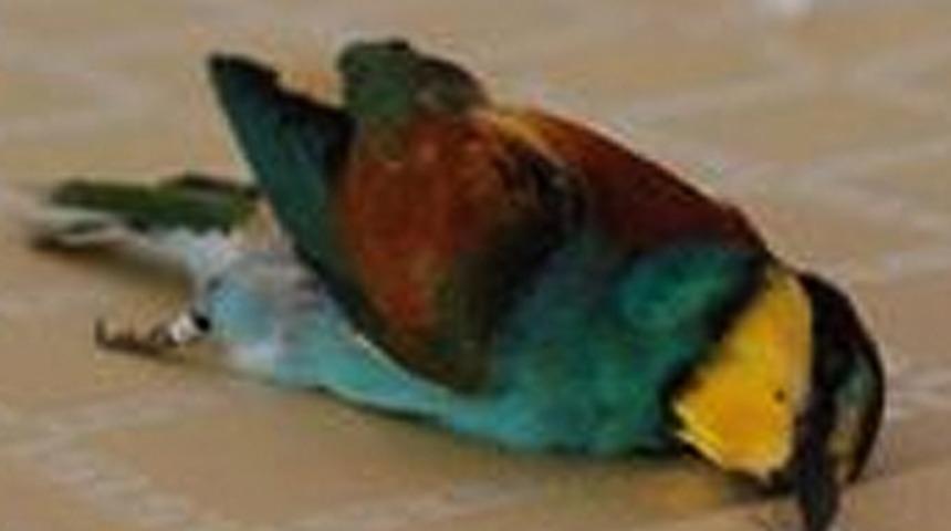 Gaziantep&rsquo;te İsrail k&uuml;nyeli kuş şaşırttı