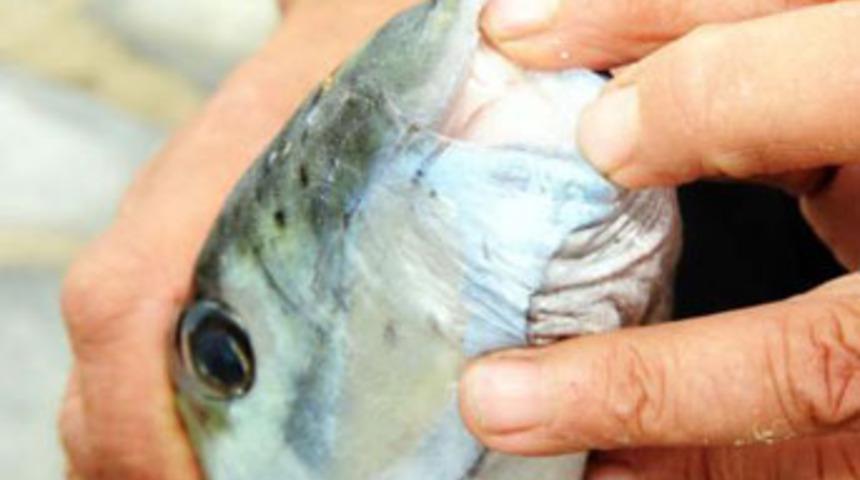 Bodrum'da balon balığı alarmı