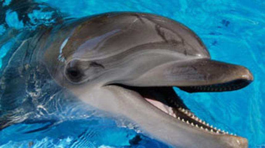 G&uuml;l&uuml;mseyen tehlike