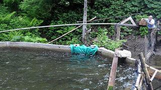 Rizelinin 'ayı kaçırıcı' düzeneği!