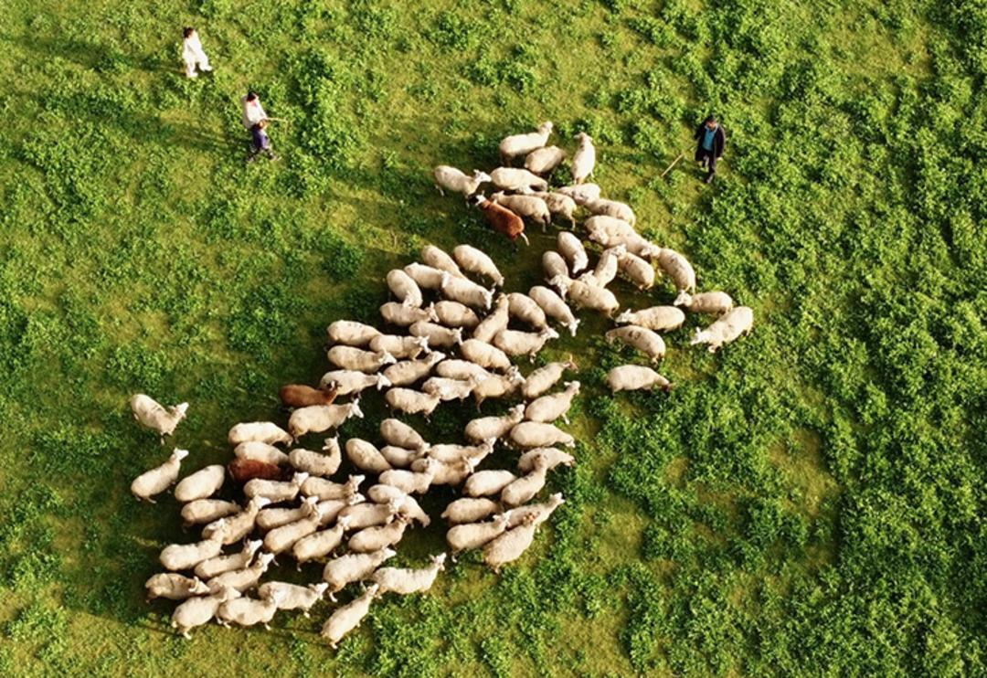 K&ouml;y hayatı tutkunu &ccedil;ift 2 koyunla başladı! Şimdi &ccedil;iftlik sahibi oldular
