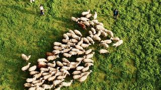 Köy hayatı tutkunu çift 2 koyunla başladı! Şimdi çiftlik sahibi oldular