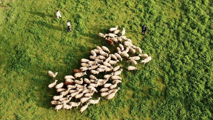 Köy hayatı tutkunu çift 2 koyunla başladı! Şimdi çiftlik sahibi oldular G2