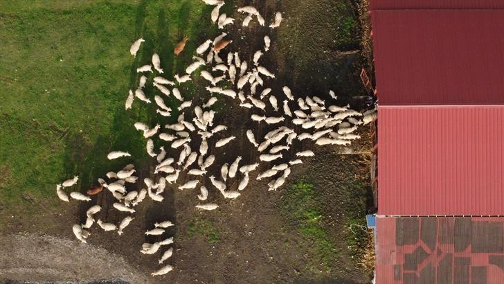 Köy hayatı tutkunu çift 2 koyunla başladı! Şimdi çiftlik sahibi oldular G4