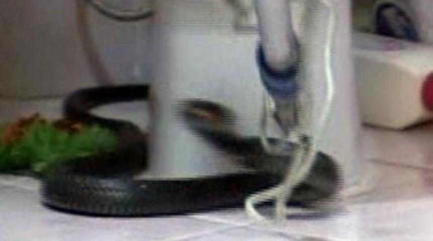 Banyoda 'yılan' operasyonu