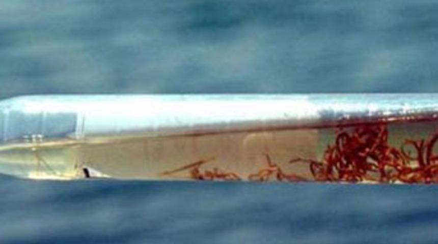 Van G&ouml;l&uuml;'nde yeni canlı t&uuml;r&uuml; bulundu