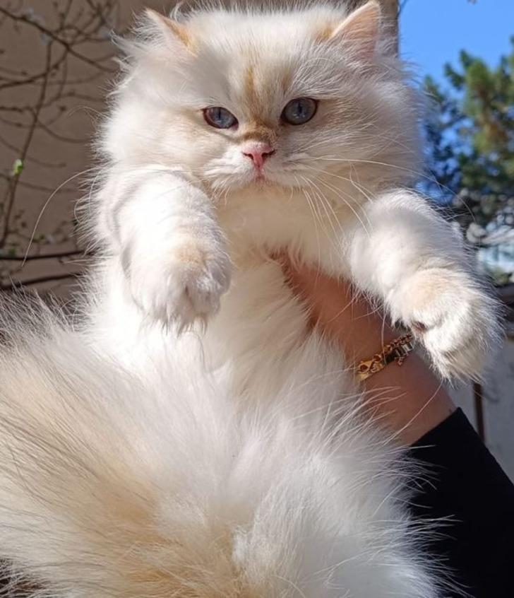 Pet shopta yasaklanan hayvan satışı sosyal medyada patladı! Rakamlar dudak uçuklatıyor G3