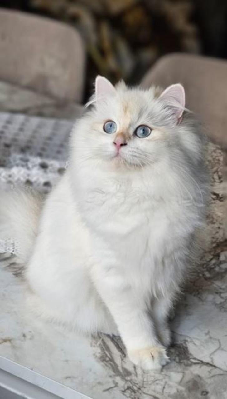 Pet shopta yasaklanan hayvan satışı sosyal medyada patladı! Rakamlar dudak uçuklatıyor G1