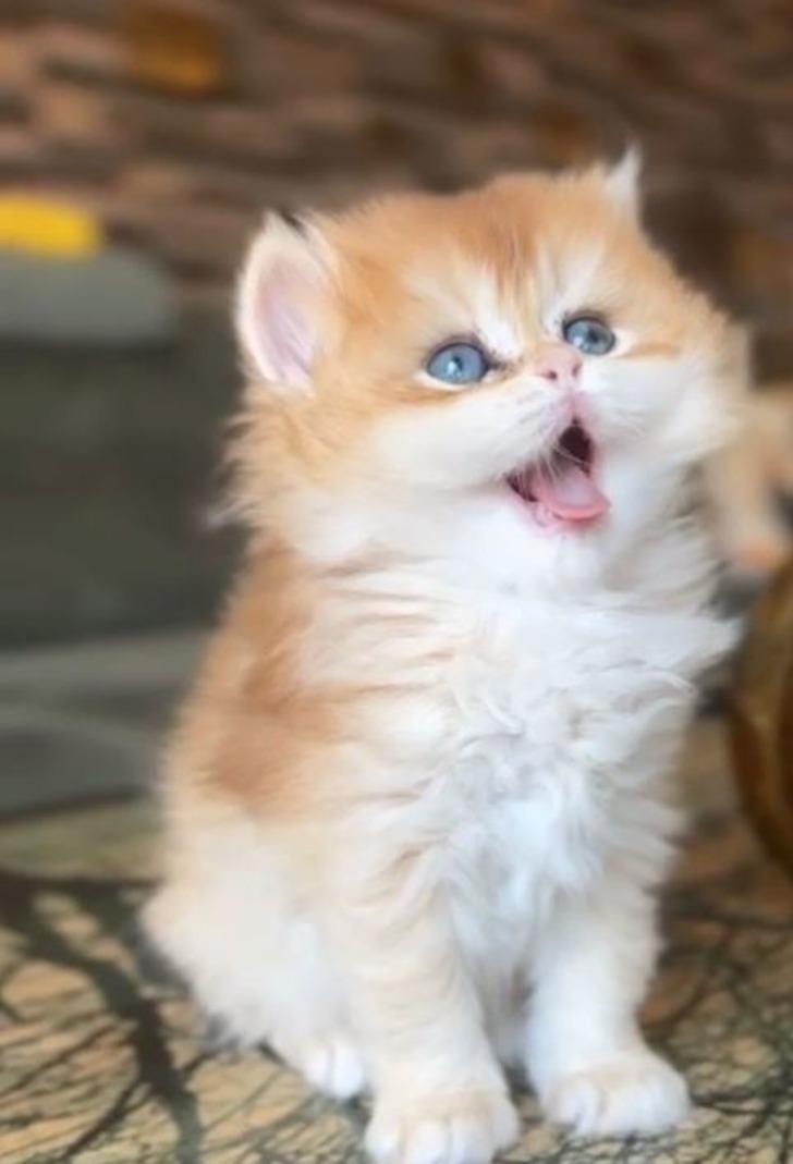 Pet shopta yasaklanan hayvan satışı sosyal medyada patladı! Rakamlar dudak uçuklatıyor G2