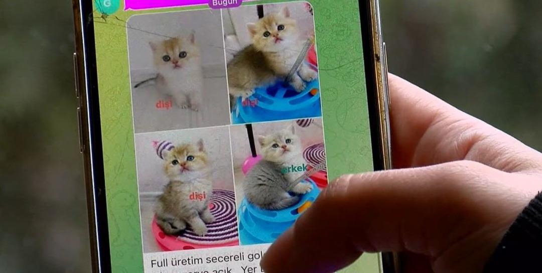 Pet shopta yasaklanan hayvan satışı sosyal medyada patladı! Rakamlar dudak u&ccedil;uklatıyor