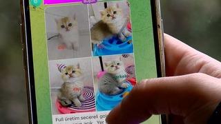 Pet shopta yasaklanan hayvan satışı sosyal medyada patladı! Rakamlar dudak uçuklatıyor