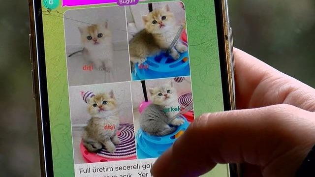 Pet shopta yasaklanan hayvan satışı sosyal medyada patladı! Rakamlar dudak uçuklatıyor