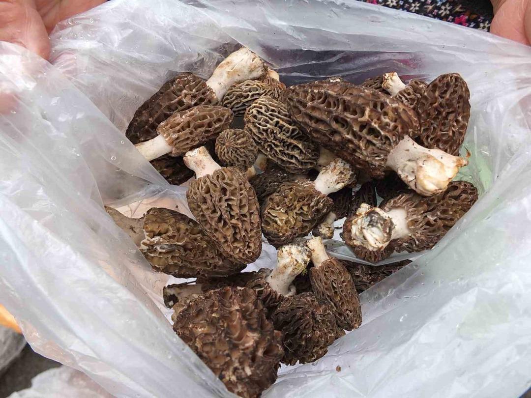 Tarladan çıkar çıkmaz kapış kapış gidiyor! Talebe yetişemiyorlar 3